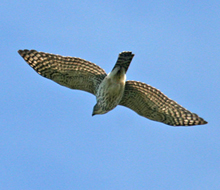 Sharp-shinned-Hawk juvenile